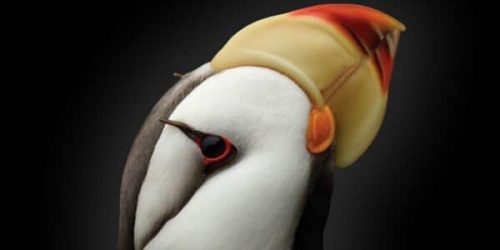 Van De Graaff’s Photographic Atlas for the Biology Laboratory (8th Edition) – eBook PDF